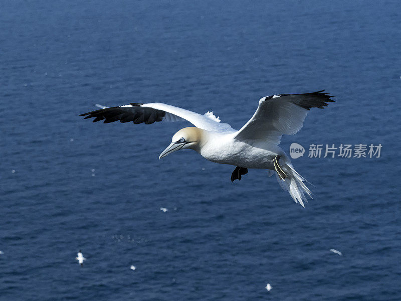 在苏格兰Troup Head飞行中的塘鹅(Morus Bassanus)